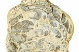 Fossil Stromatolite (Chlorellopsis?) Section - Wyoming #325732-1